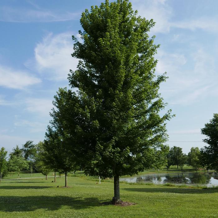 Autumn Blaze&reg; Maple Tree - Acer freemanii 'Autumn Blaze&reg;' from R&D Wholesale Nursery