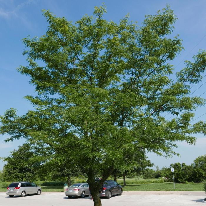 Skyline® Honeylocust - Gleditsia triacanthos var. inermis 'Skycole' from R&D Wholesale Nursery