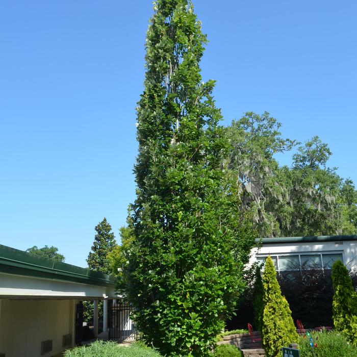 Regal Prince® Oak - Quercus X warei 'Long' from R&D Wholesale Nursery