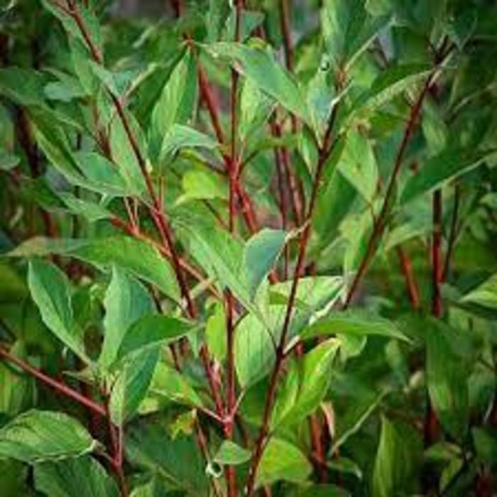 Red Gnome Dogwood - Cornus alba ''Red Gnome'' from R&D Wholesale Nursery