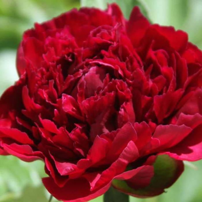 Red Magic Peony - Paeonia lactiflora from R&D Wholesale Nursery