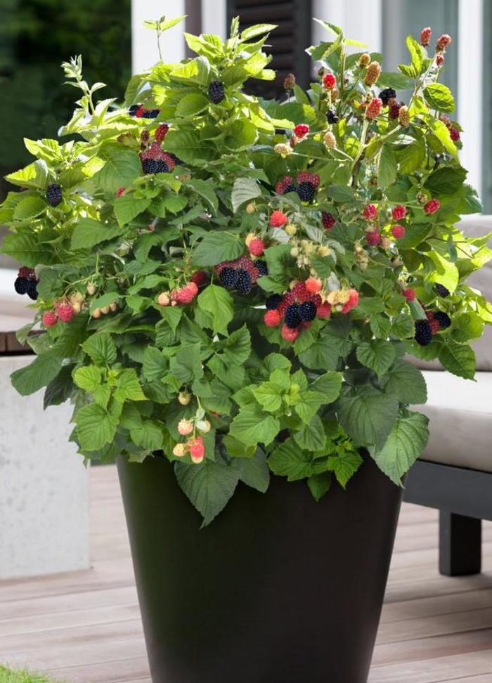 Baby Cakes Blackberry - Rubus from R&D Wholesale Nursery