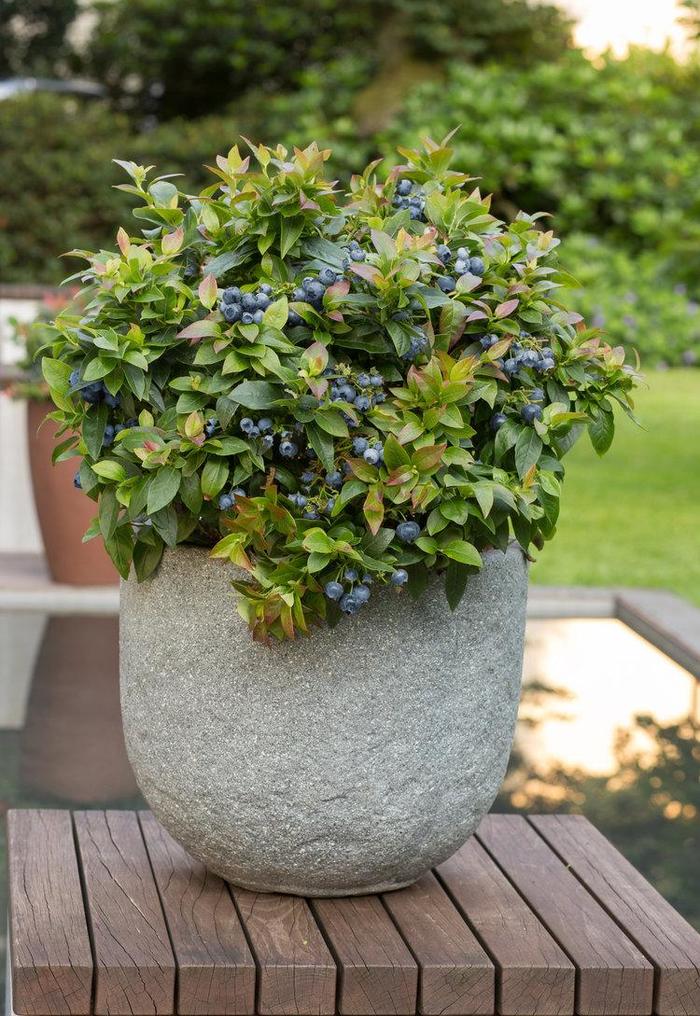 Jelly Bean Blueberry - Rubus from R&D Wholesale Nursery