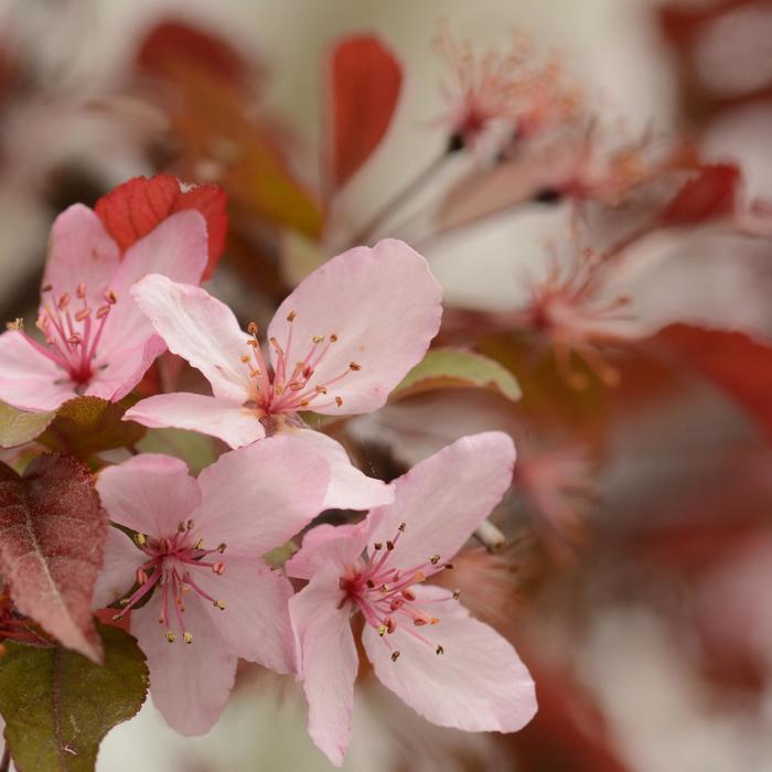 Royal Raindrops&reg; Crabapple - Malus 'JFS-KW5' from R&D Wholesale Nursery