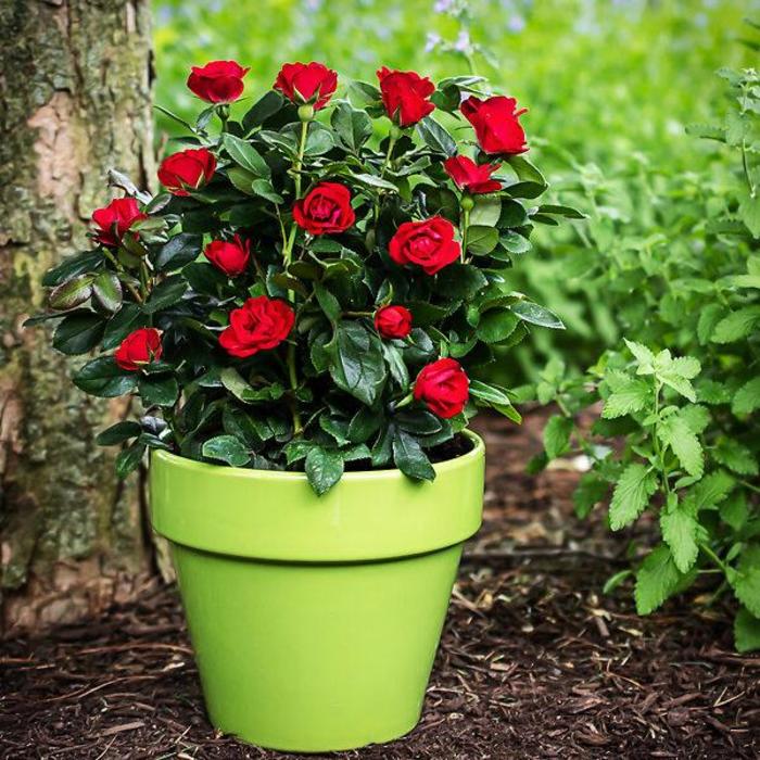 Petite Red Knock Out Rose - Rosa Meibenbino from R&D Wholesale Nursery