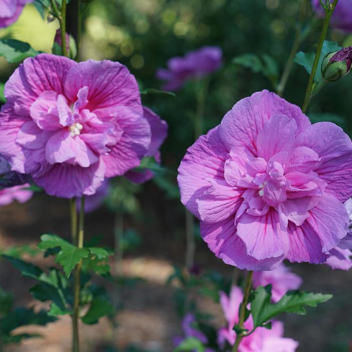 Chiffon® 'Dark Lavender' - Hibiscus syriacus (Rose of Sharon) from R&D Wholesale Nursery
