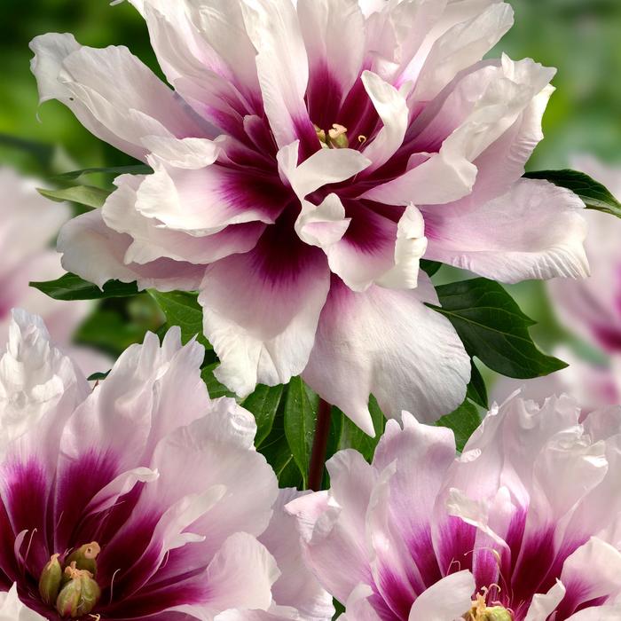 'Cora Louise' Itoh Peony - Paeonia from R&D Wholesale Nursery