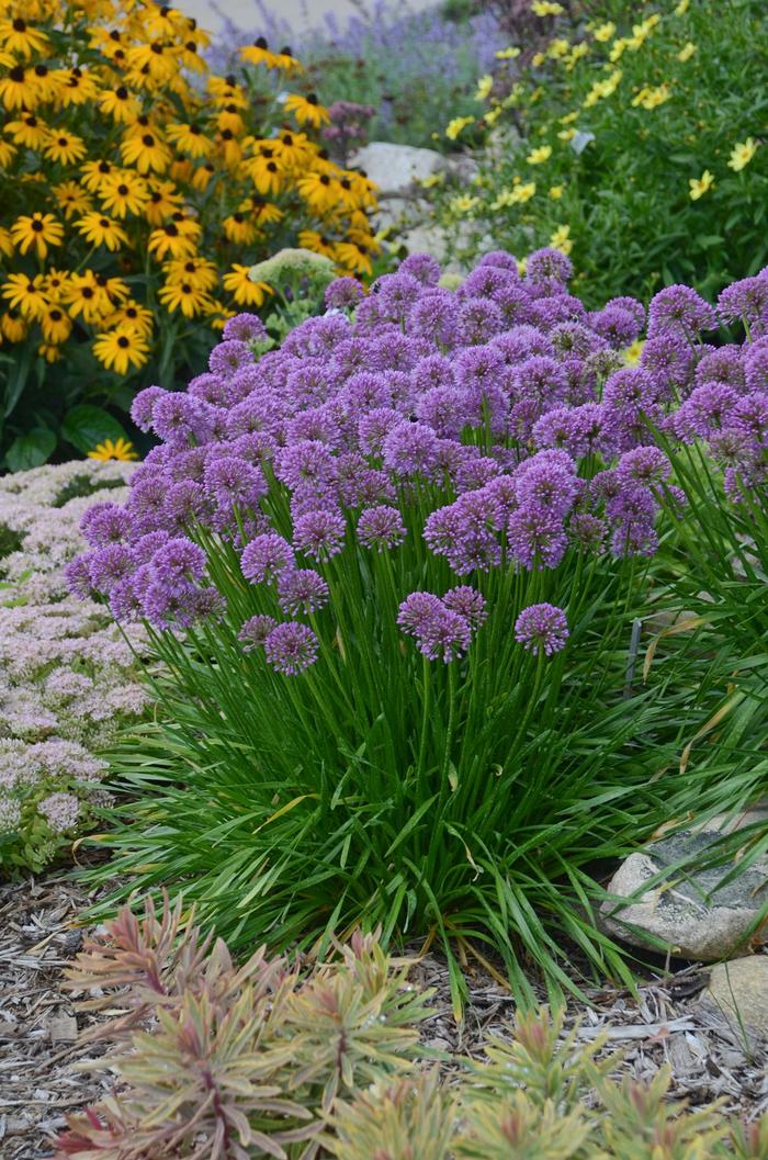 'Millenium' Ornamental Onion - Allium from R&D Wholesale Nursery