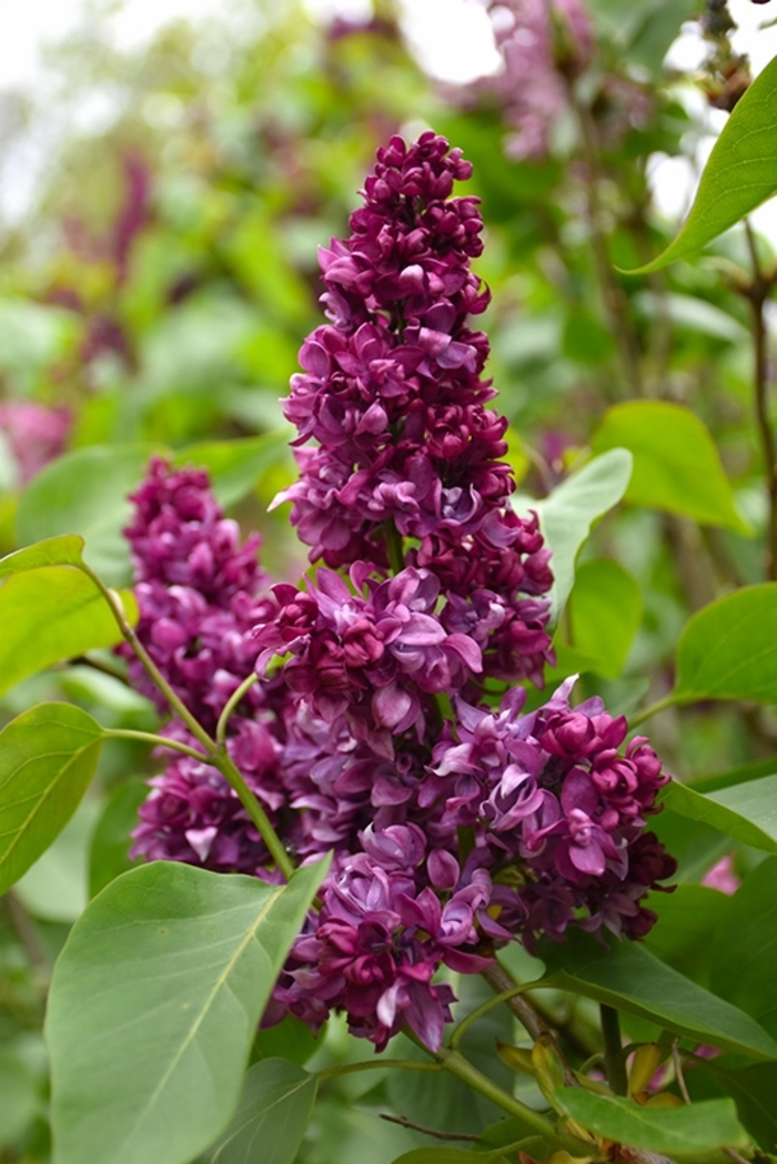 Paul Thirion Lilac - Syringa vulgaris 'Paul Thirion' from R&D Wholesale Nursery