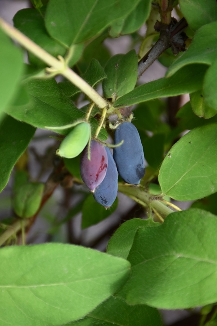 Aurora Honeyberry - Lonicera caerulea 'Aurora' from R&D Wholesale Nursery