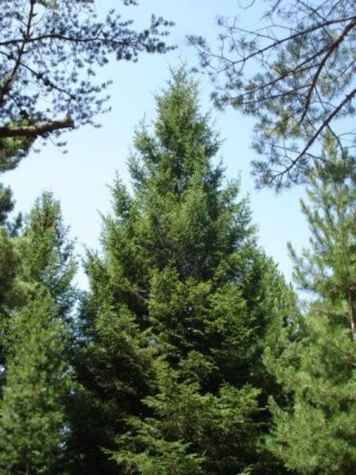 Royal Splendor Norway Spruce - picea abies 'noel' from R&D Wholesale Nursery