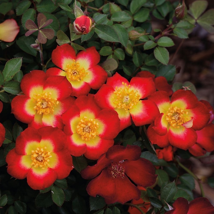 Playful Happy Trails Rose - Rosa from R&D Wholesale Nursery