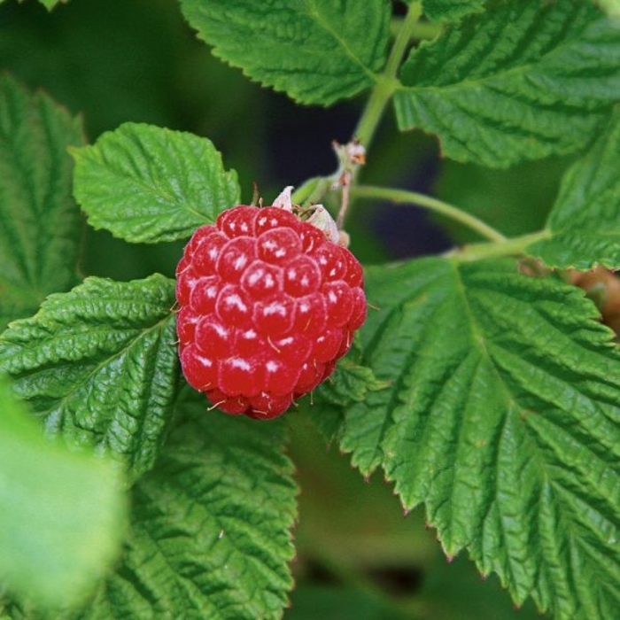 Raspberry Shortcake Bushel and Berry - Rubus Ideaus from R&D Wholesale Nursery