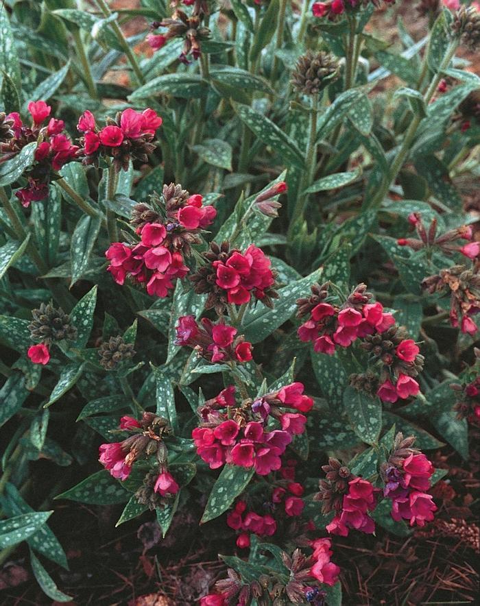 Raspberry Splash Lungwort - Pulmonaria longifolia from R&D Wholesale Nursery