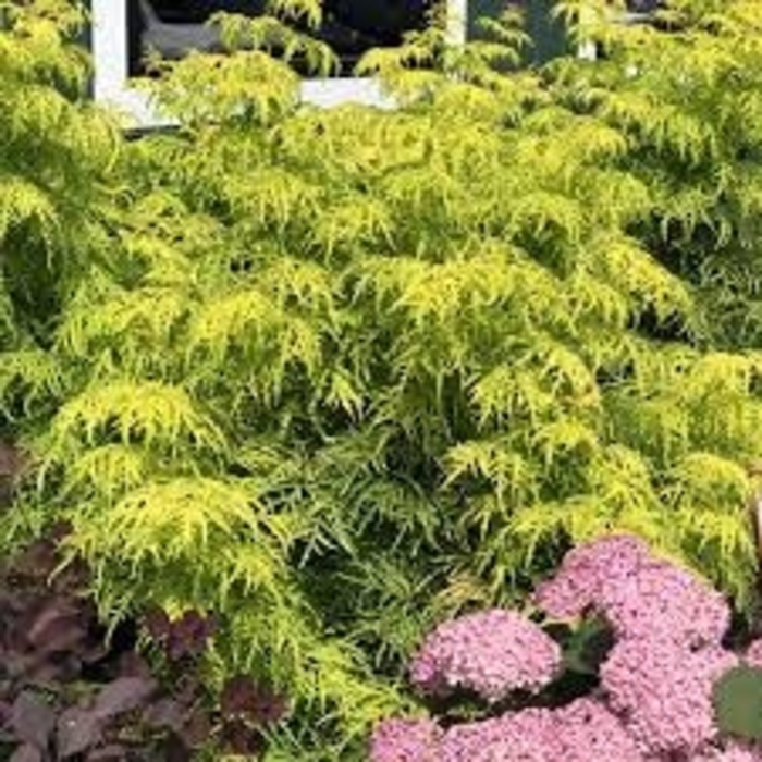 Lemony Lace Elderberry - Sambucus racemosa from R&D Wholesale Nursery