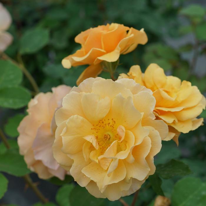 Rise Up Amberness™ Climbing Rose - Rosa ''ChewAmberness'' PPAF, Can PBRAF (Climbing Rose) from R&D Wholesale Nursery