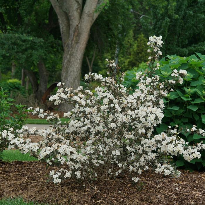Wine and Spirits&trade; Weigela - Weigela florida 'SMNWFC' PPAF, Can PBRAF from R&D Wholesale Nursery