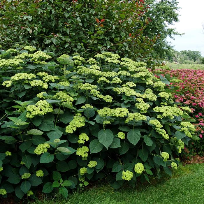'Invincibelle Sublime™' Smooth Hydrangea - Hydrangea arborescens from R&D Wholesale Nursery