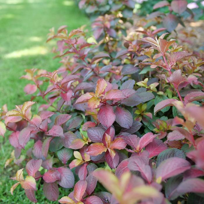 Midnight Sun™ - Weigela florida 'Verweig9' PPAF, Can PBRAF from R&D Wholesale Nursery