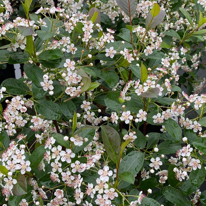 'Low Scape Snowfire®' Chokeberry - Aronia melanocarpa from R&D Wholesale Nursery