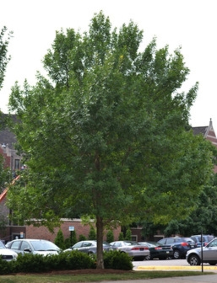 Patmore Ash - Fraxinus pennsylvanica 'Patmore' from R&D Wholesale Nursery