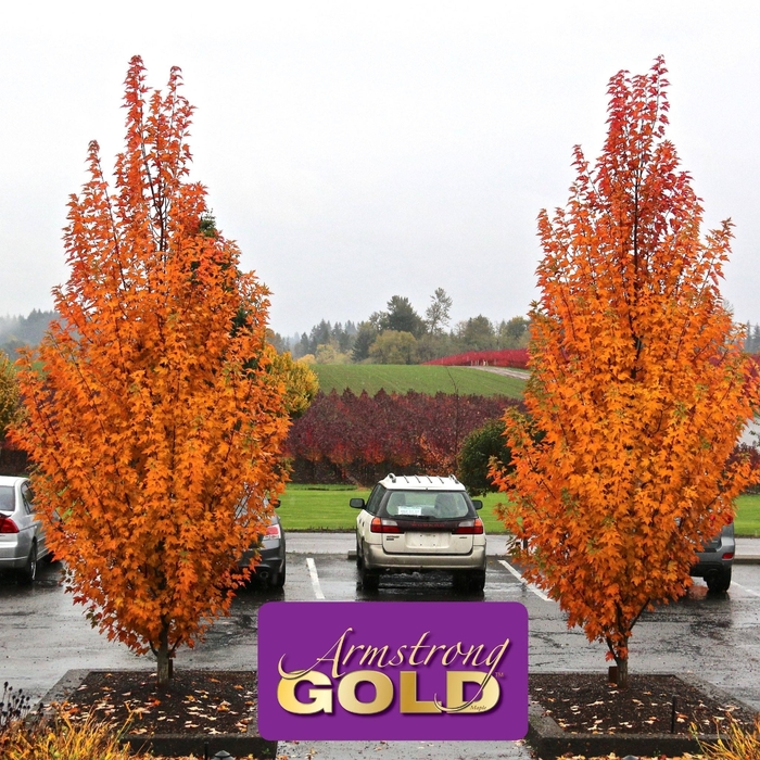 Armstrong Gold Maple - Acer rubrum 'JFS-KW78' from R&D Wholesale Nursery