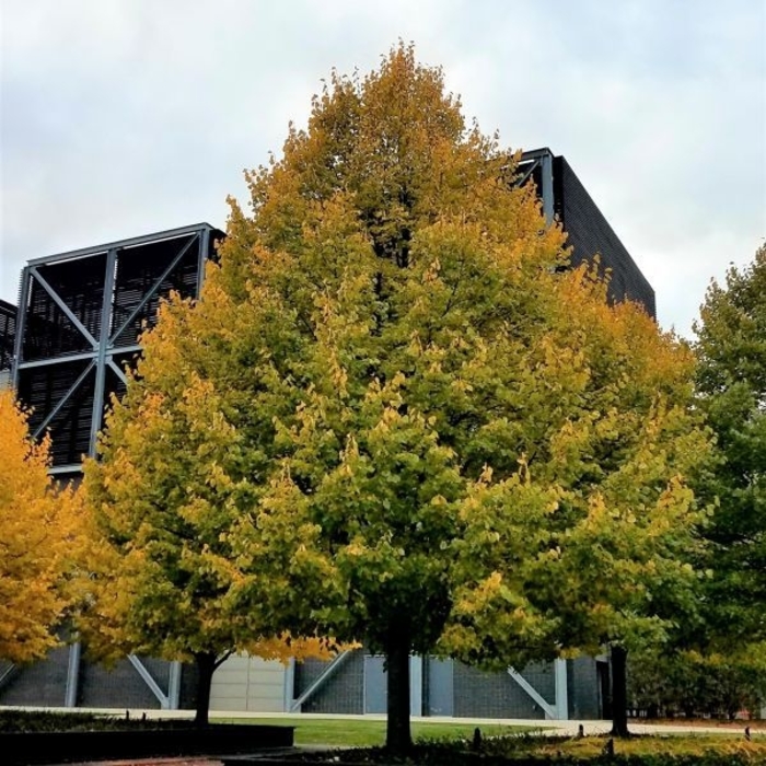 Greenspire Linden - Tilia cordata 'Greenspire' from R&D Wholesale Nursery