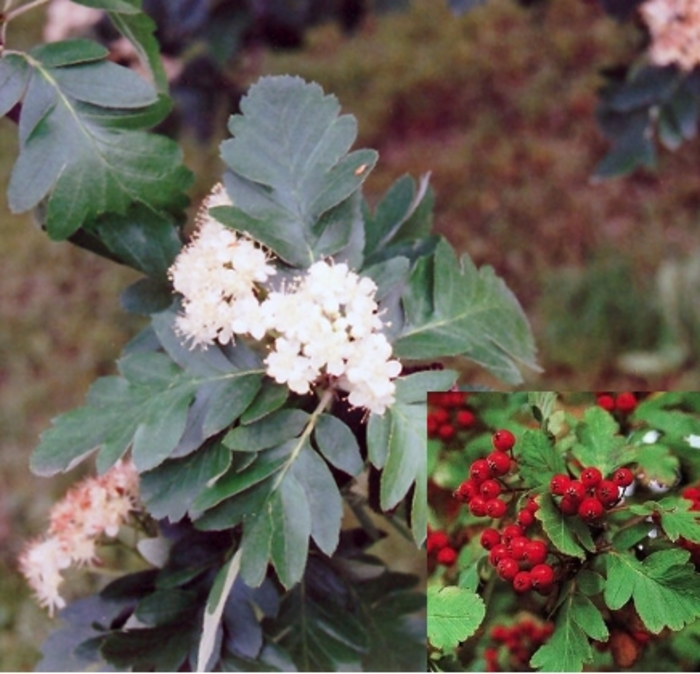 Oakleaf Moutain Ash - Sorbus x hybrida from R&D Wholesale Nursery