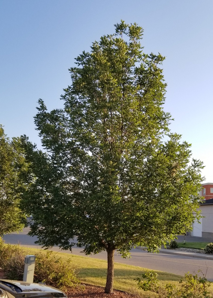 Prairie Spire® Green Ash - Fraxinus pennsylvanica 'Rugby' from R&D Wholesale Nursery
