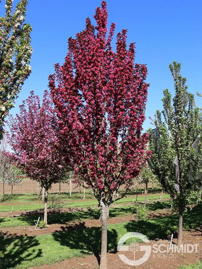 Raspberry Spear® Crabapple - Malus 'JFS KW213MX' from R&D Wholesale Nursery
