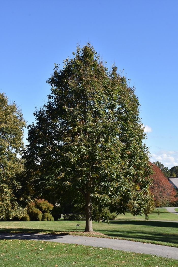 Redmond Linden - Tilia americana 'Redmond' from R&D Wholesale Nursery