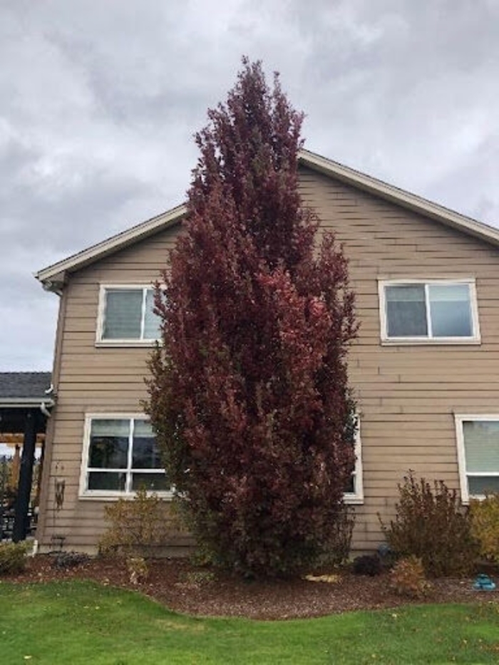 Scarlet Letter Oak - Quercus x 'Scarlet Letter' from R&D Wholesale Nursery