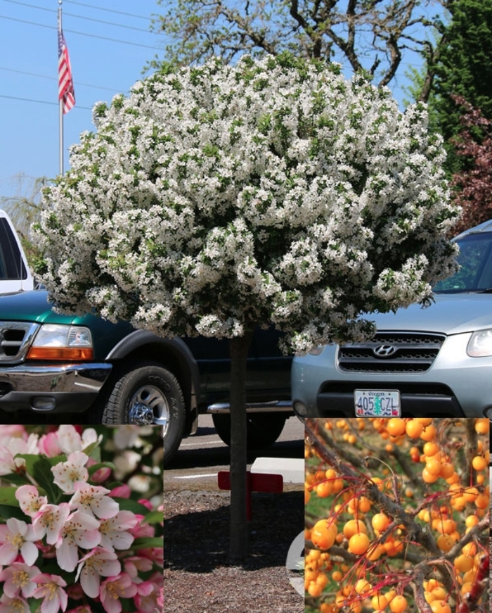 Sparkling Sprite® Crabapple - Malus 'JFS-KW207' from R&D Wholesale Nursery