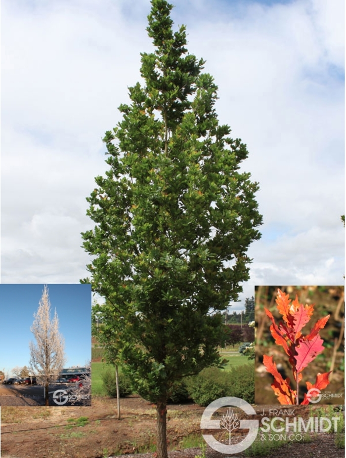 Streetspire® Oak - Quercus x bimundorum 'JFS-KW1QX' from R&D Wholesale Nursery
