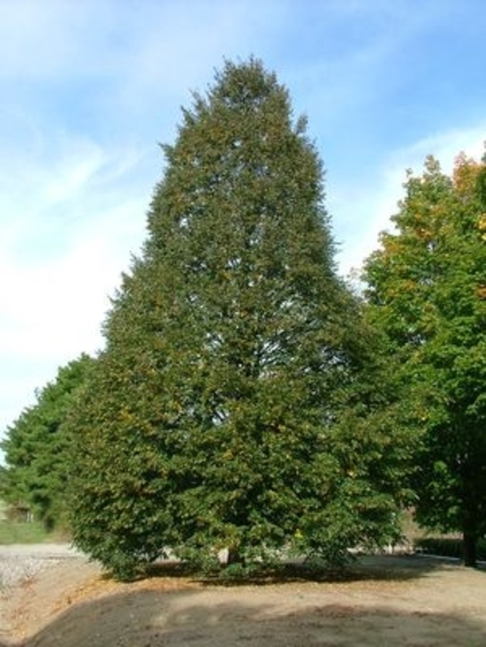 Corinthian Linden - Tilia cordata 'Corzam' from R&D Wholesale Nursery