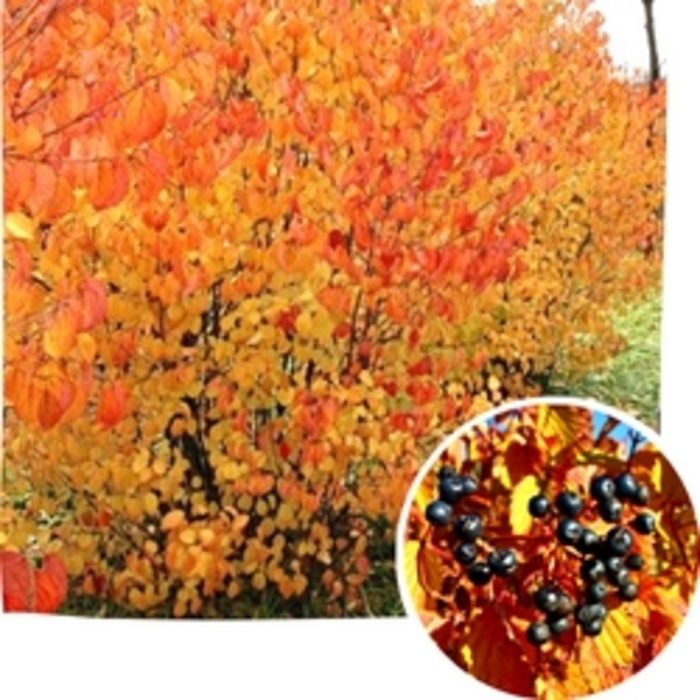 Autumn Jazz Viburnum - Viburnum densata 'Ralph Senior' from R&D Wholesale Nursery