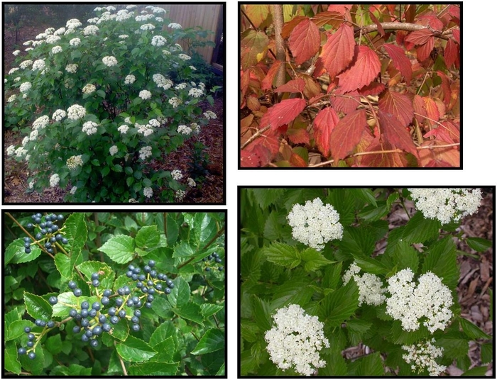 Blue Muffin® - Viburnum dentatum from R&D Wholesale Nursery