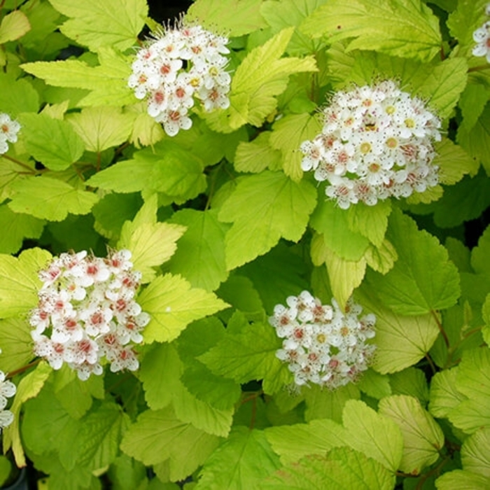Lemon Candy Dwarf Ninebark - Physocarpus opufolius ''Lemon Candy'' from R&D Wholesale Nursery