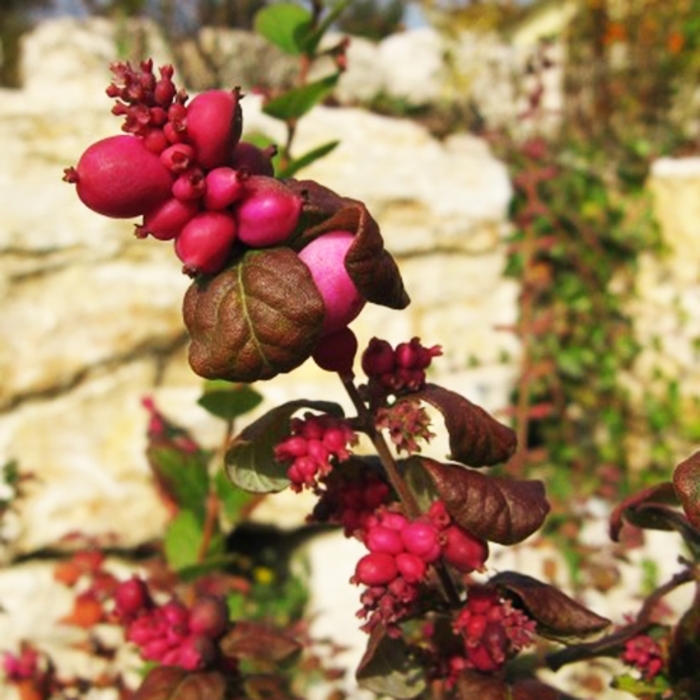 Magic Berry Coral Berry - Symphocarpus 'Magic Berry' from R&D Wholesale Nursery