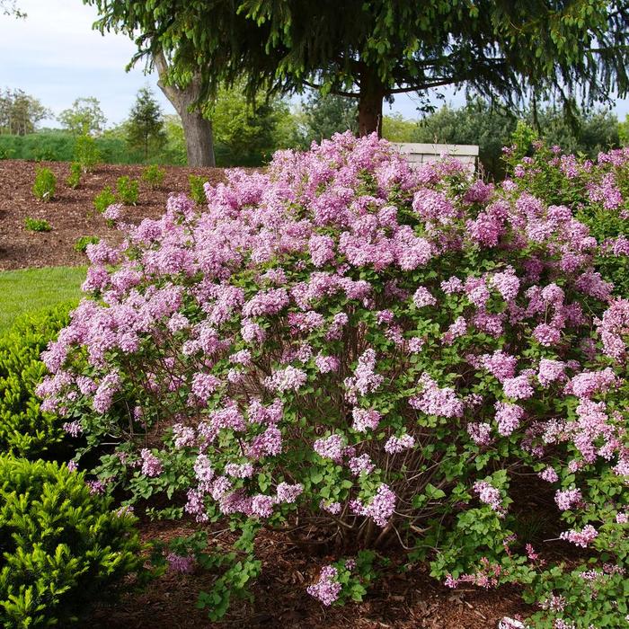 Bloomerang Purpink® - Syringa x pubescens (Lilac) from R&D Wholesale Nursery