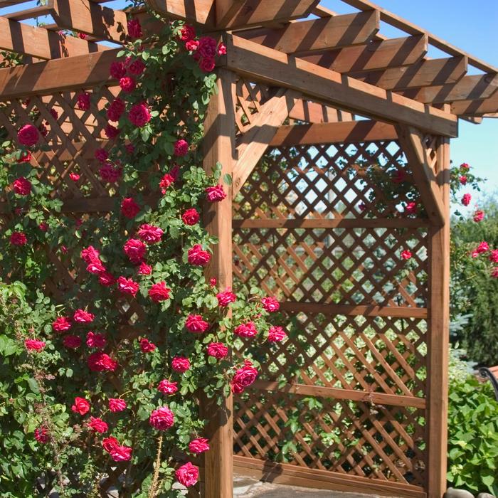 'Ramblin' Red®' - Rosa (Climbing Rose) from R&D Wholesale Nursery