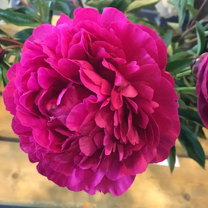 Kansas Peony - Paeonia 'Kansas' from R&D Wholesale Nursery