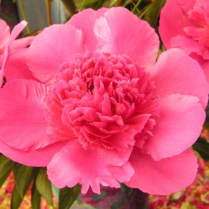 'Bouquet Perfect' Peony - Paeonia lactiflora from R&D Wholesale Nursery