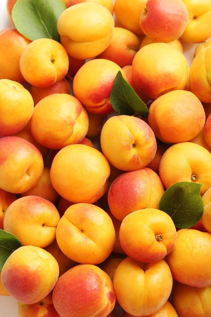 Moorpark Apricot - Prunus armeniaca 'Moorpark' from R&D Wholesale Nursery