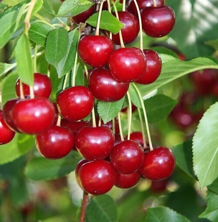 Meteor Pie Cherry - Prunus cerasus from R&D Wholesale Nursery