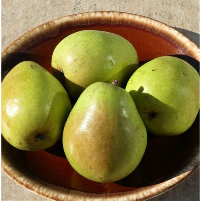 Anjou Pear - Pyrus communis 'D'Anjou' from R&D Wholesale Nursery