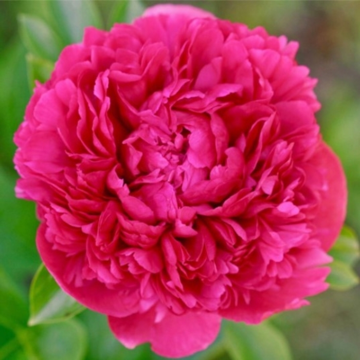 Avis Varner Peony - Paeonia lactiflora 'Avis Varner.' from R&D Wholesale Nursery