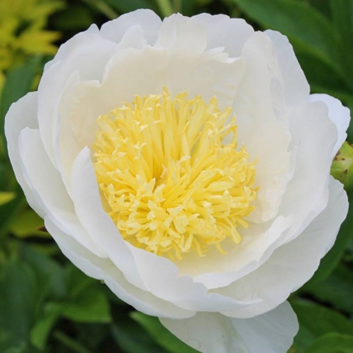 Stellar Charm Peony - Paeonia lactiflora 'Stellar Charm.' from R&D Wholesale Nursery