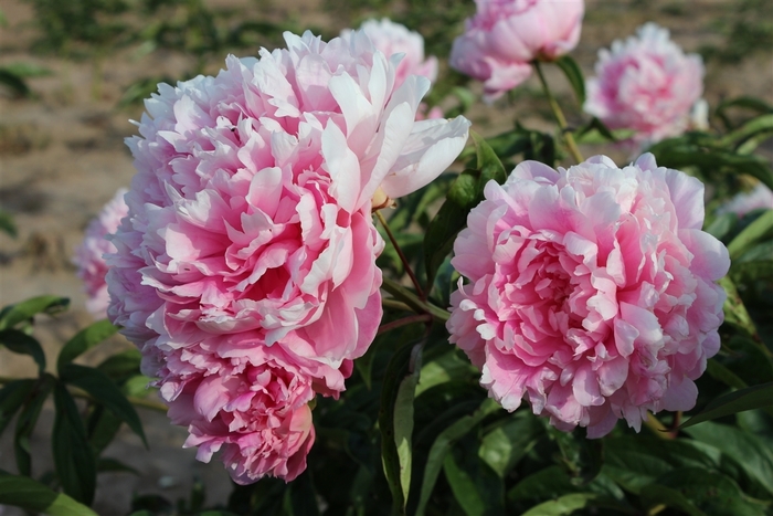 Walter Faxon Peony - Paeonia lactiflora 'Walter Faxon.' from R&D Wholesale Nursery