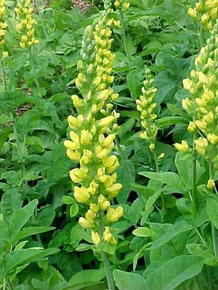 Carolina Lupine - Thermopsis villosa from R&D Wholesale Nursery